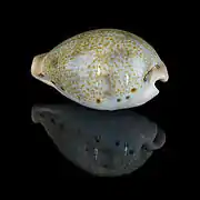 Notadusta hungerfordi