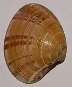 Notocallista multistriata