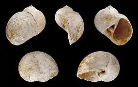 Notocochlis tigrina (fossil)