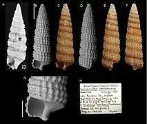 Costatophora iniqua.