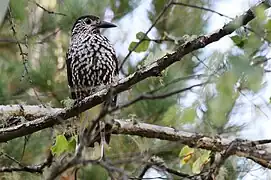 Cassenoix moucheté près du lac Inférieur.