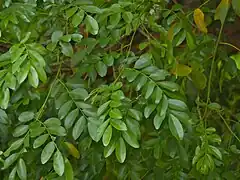 feuilles imparipennées