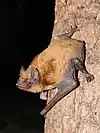 Noctule commune (Nyctalus noctula)