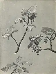 Étude de brindilles de chêne au printemps, illustration pour International Studio an Illustrated Magazine of Fine and Applied Art (1908).