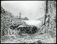 Dessin par l'expédition Mana, entre 1921 et 1923.