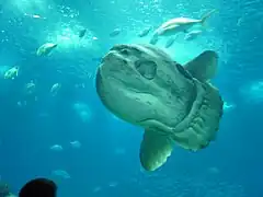Mola mola