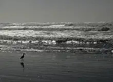 Photo d'une plage et de la mer, un oiseau est sur la plage.