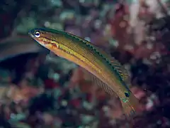 Pseudocoris ocellata