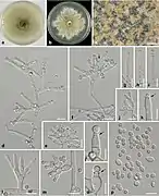 Phialide à collerette d'Ochraceocephala foeniculi.