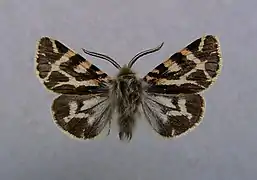 Écaille tesselée bétique (Ocnogyna boeticum)