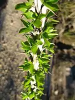 Fouquieria splendens semblable à Alluaudia procera