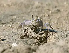 Crabe fantôme pâle (Ocypode pallidula)