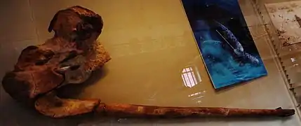 Crâne fossile d'Odobenocetops leptodon