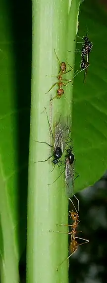 Mâles se préparant au vol nuptial