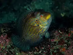 Pteragogus aurigarius