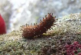 Ohshimella erhenbergii