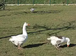 Jars et oie normandes