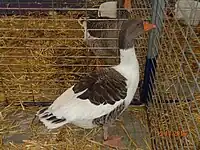 Oie d'Alsace bicolore