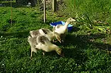 trois oisons paissant