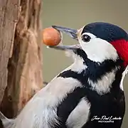 Martèlement du pic épeiche