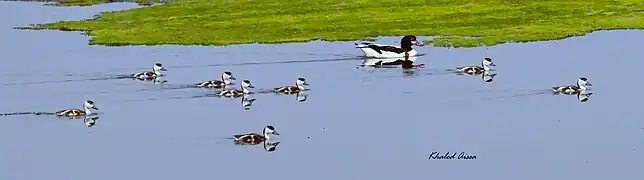 Oisillons de Tadorne de Belon photo prise dans le cadre de projet PPIPSCAN 3 Conservation et valorisation Oued Essoud,Tunisie