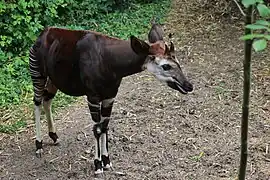 Okapi dans le sanctuaire des okapis du Bioparc
