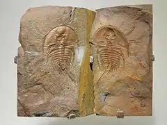 Olenellus sp., fossile et empreinte.Cambrien inférieur de Colombie britannique.Houston Museum of Natural Science, États-unis.