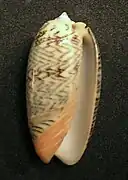 Oliva elegans zigzag