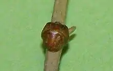 Saissetia oleae (femelle adulte).