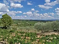 Oliviers et vignes dans les Dentelles de Montmirail.