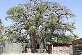 Image illustrative de l’article Baobab Ombalantu