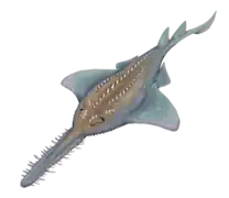 Onchopristis numidus dont les caractéristiques physiques sont semblables à Atlanticopristis.