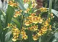 Oncidium sphacelatum.