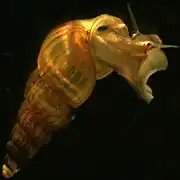 Oncomelania hupensis