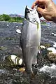 Photo couleur montrant un saumon de profil et tenu par une main d'homme, sur fond d'un cours d'eau sous un ciel bleu.