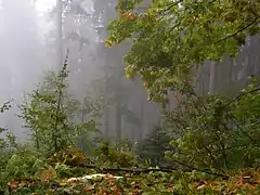 Moravie-Silésie (République tchèque), 2009