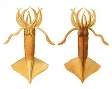 Onychoteuthis banksii