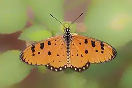 Acraea terpsicore