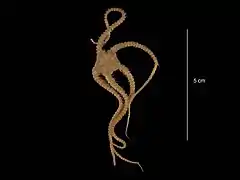 Ophiacantha cosmica (USNM)