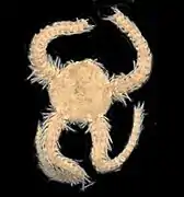 Ophiacantha varispina