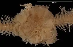 Ophiosabine vivipara.