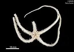 Ophiocamax fasciculata (face orale)