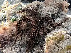 Ophiocoma pica, une Ophiocomidae