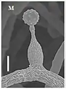 Phialide d'Ophiocordyceps termiticola.