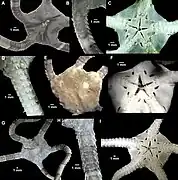 Ophioderma guineense