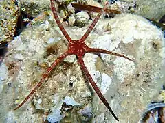 Ophiure lisse (Ophioderma longicaudum, Méditerranée occidentale)