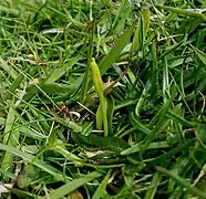 Photographie d'un ophioglosse des Açores.