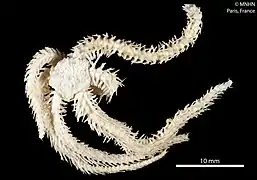 Ophiomitrella mensa (MNHN).