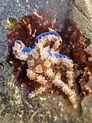 Ophionereis diabloensis