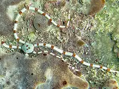 Ophionereis cf. fusca